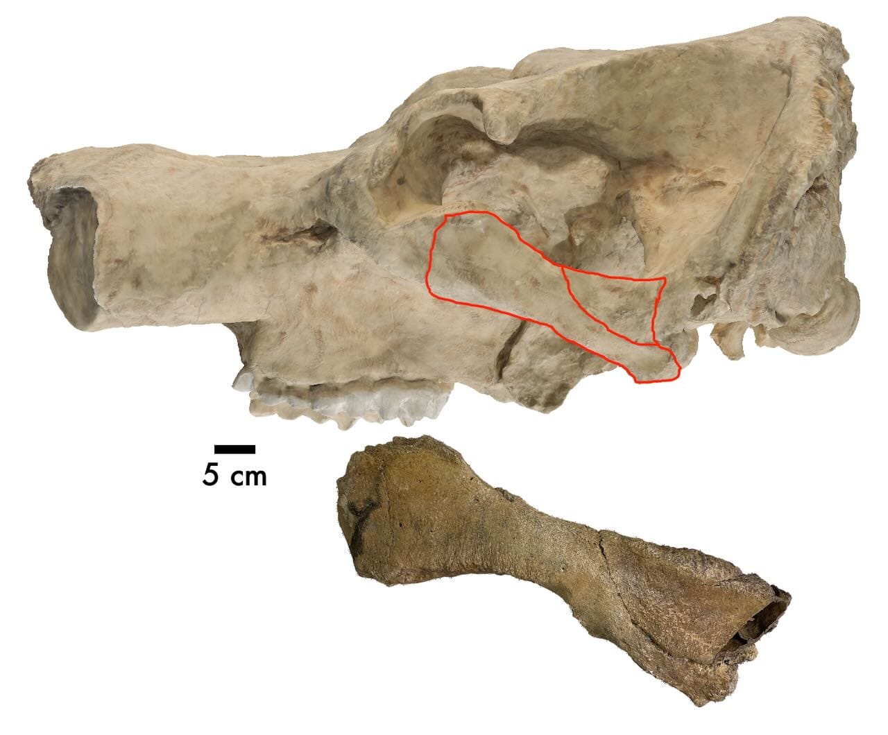 Pacific mastodon skull in left lateral view, with the Tunica Bayou specimen in the same orientation and to the same scale. The area outlined in red on the Pacific mastodon skull are the same bones preserved in the Tunica Bayou specimen.