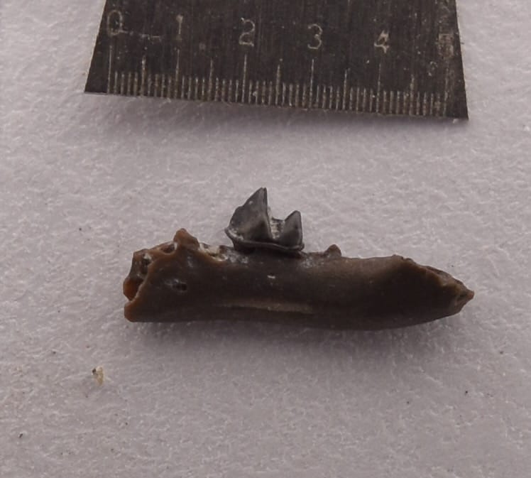 Canyon bat (Parastrellus hesperus) left lower jaw fragment with 2nd molar, medial view. Fragment is about 5 mm long.