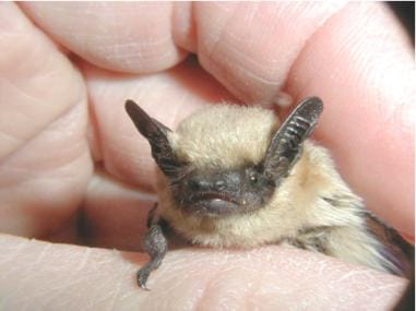 Canyon bat with light brown fur and a dark brown face and ears, help between someone's fingers.