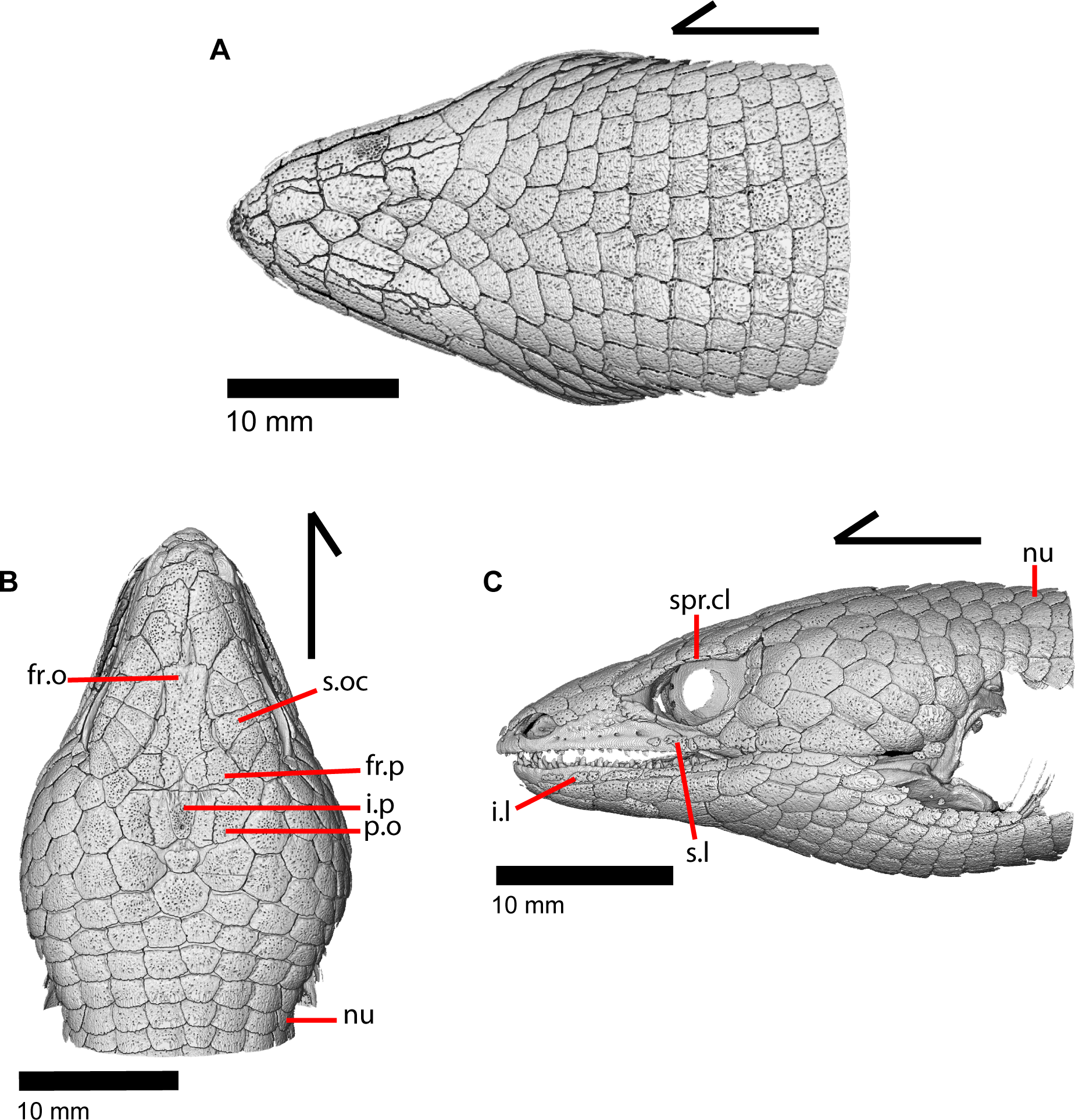 Dorsal, ventral, and left lateral views of the skull, showing large numbers of overlapping, roughly trapezoidal osteoderms.