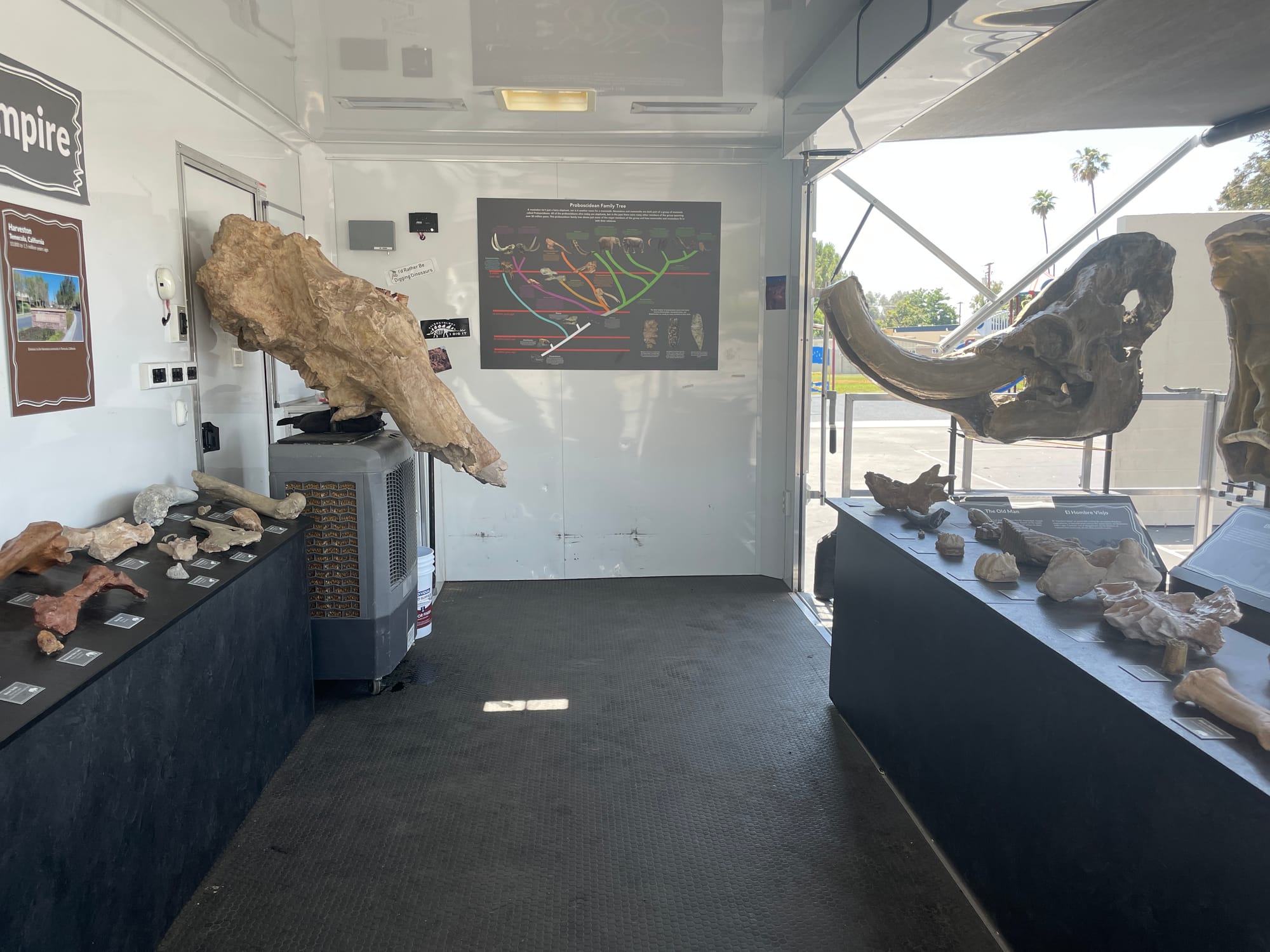 Mobile museum interior. Panels are located on the walls, and tables line both sides with labeled 3d prints of Ic e Age mammals. At the far end are prints of a Colombian mammoth skull and a Pacific mastodon skull.