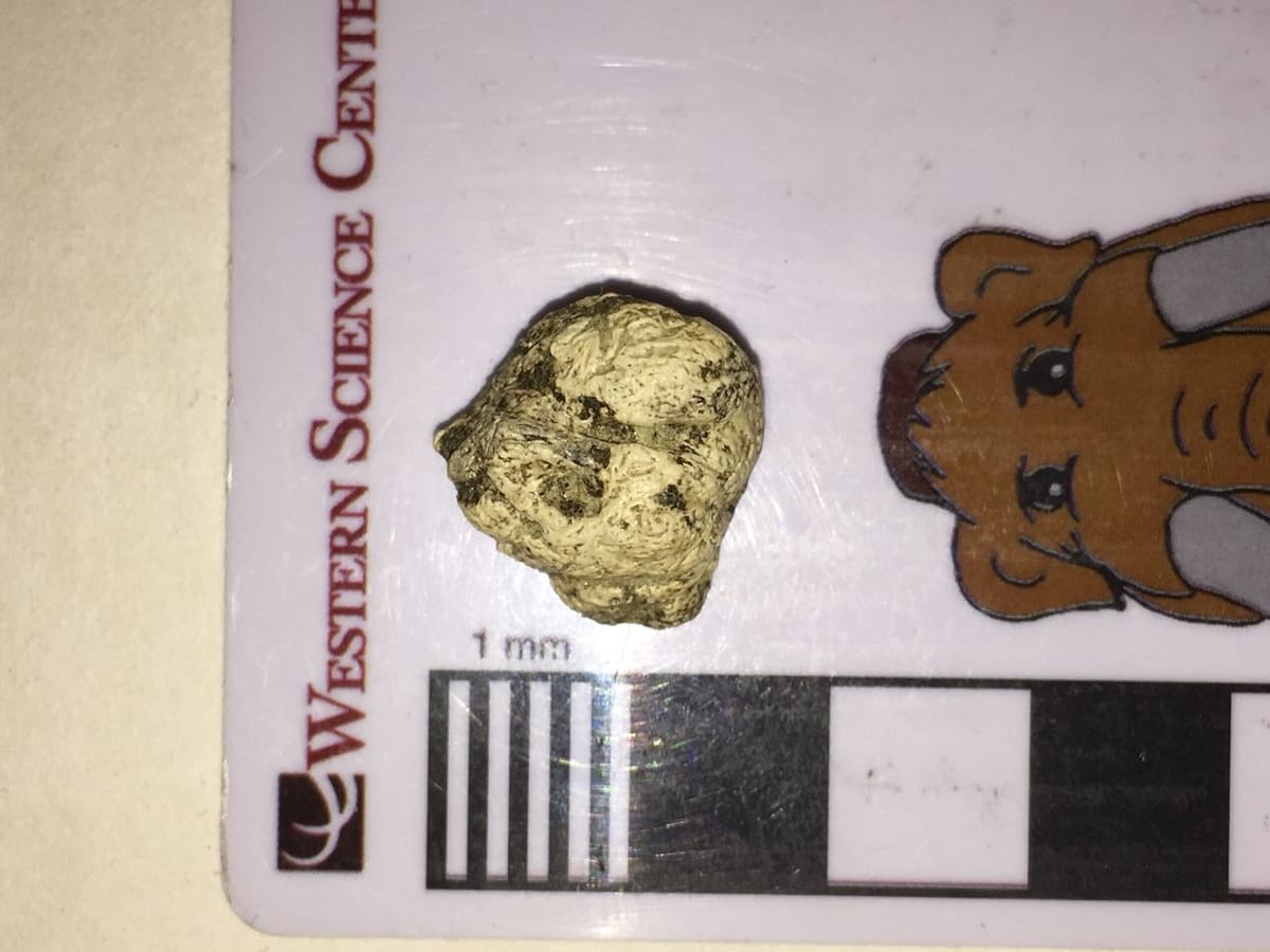 Roughly oval, irregularly-shaped, rough-surfaced bone sitting on a scale bar. The bone is about 15 cm in diameter.