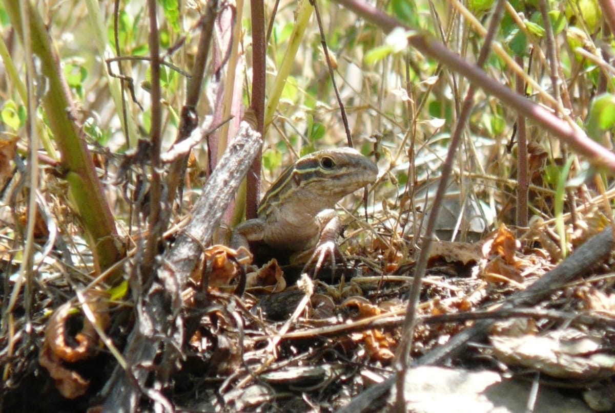 Lizard's head and front legs visible as it walks through vegetation toward the camera, photo taken at ground level.