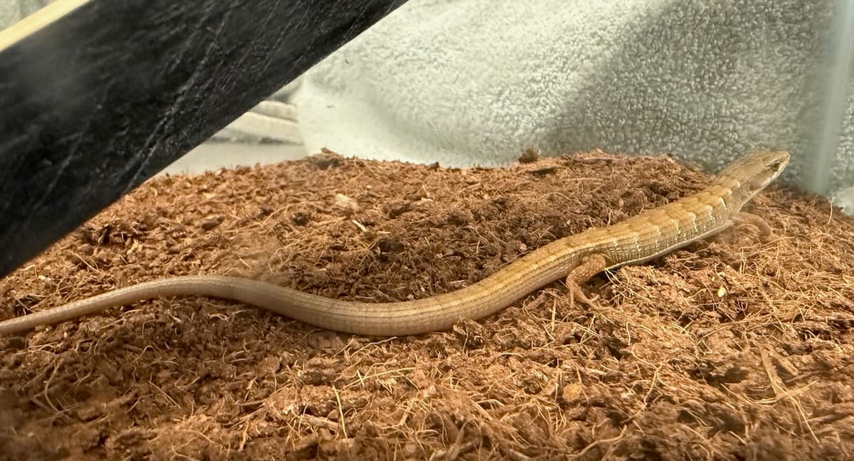Armor-plated lizard