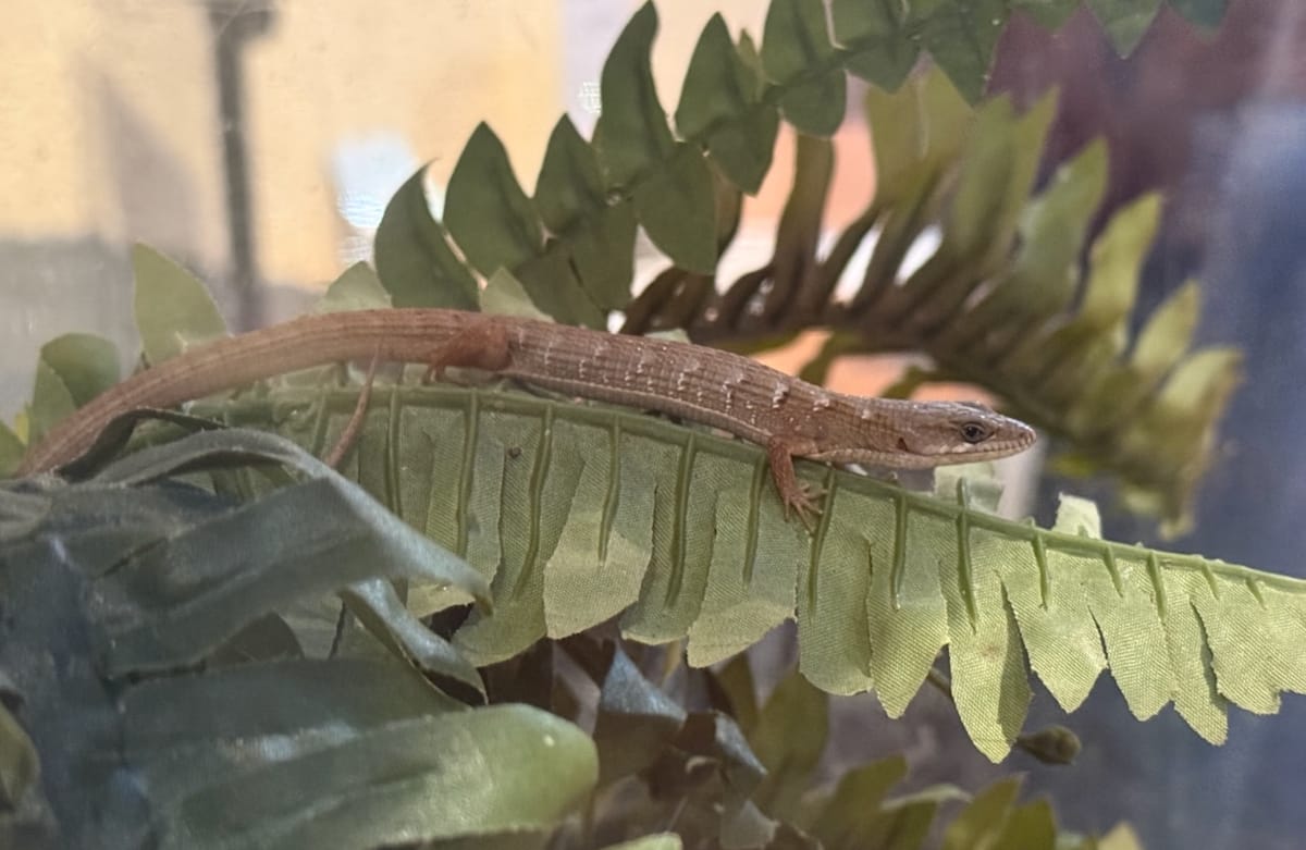 More alligator lizards...this time with teeth!