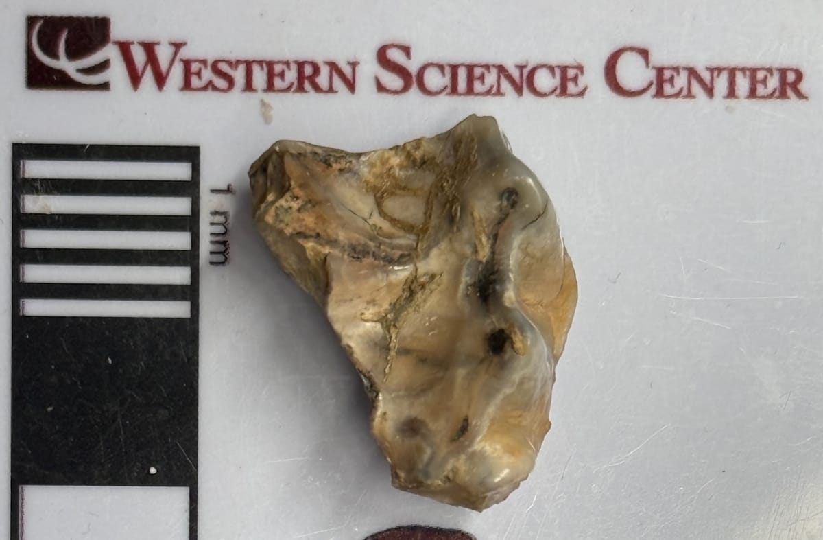 An intriguing tooth fragment