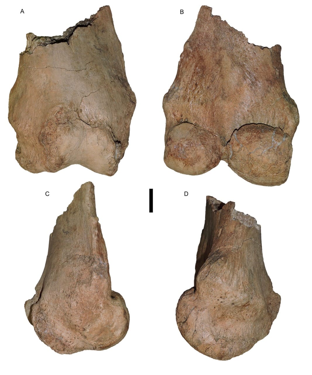 Max's thunderous thighs