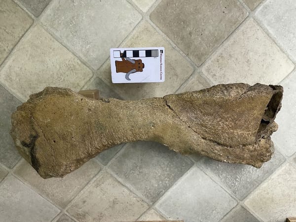 Giant mastodon from the bayou