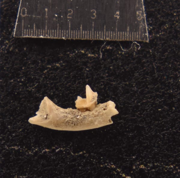 Canyon bat (Parastrellus hesperus) right lower jaw fragment with 3rd molar. The entire fragment is about 4 mm long, and the tooth is less than 1 mm.