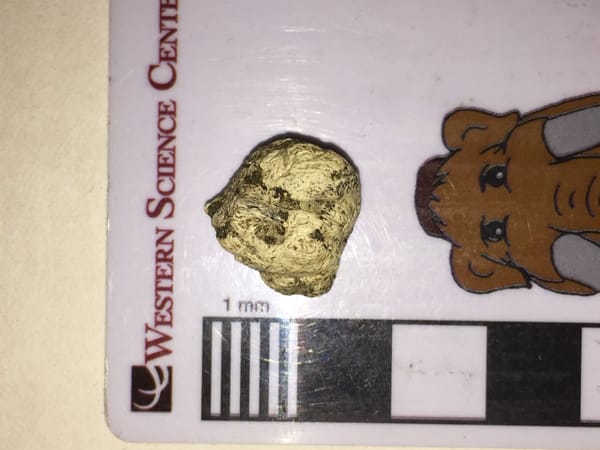 Roughly oval, irregularly-shaped, rough-surfaced bone sitting on a scale bar. The bone is about 15 cm in diameter.