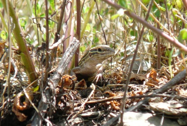Lizard's head and front legs visible as it walks through vegetation toward the camera, photo taken at ground level.