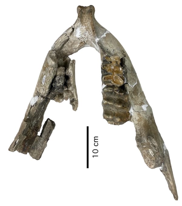 Bayou Manchac mastodon