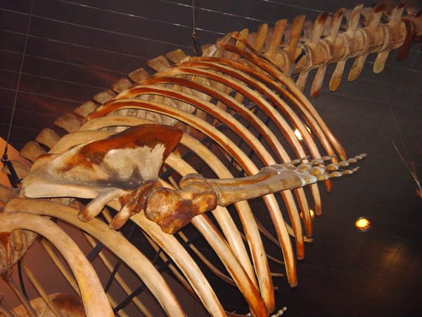 A celebration of ribs