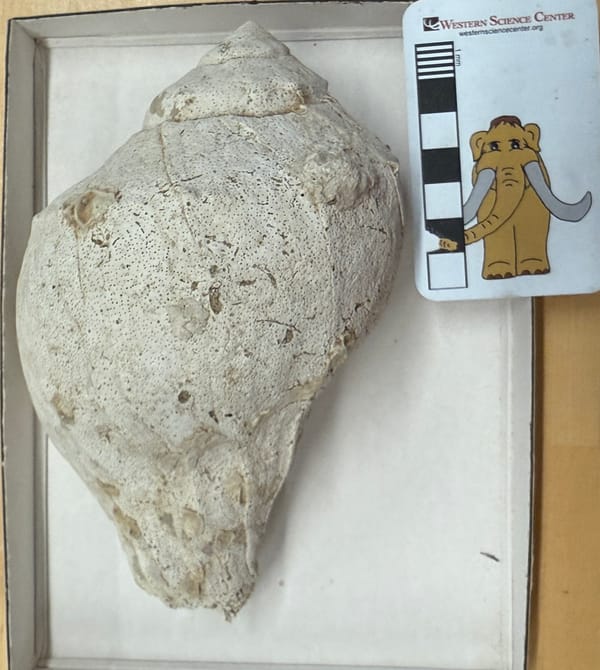Big fossil whelk