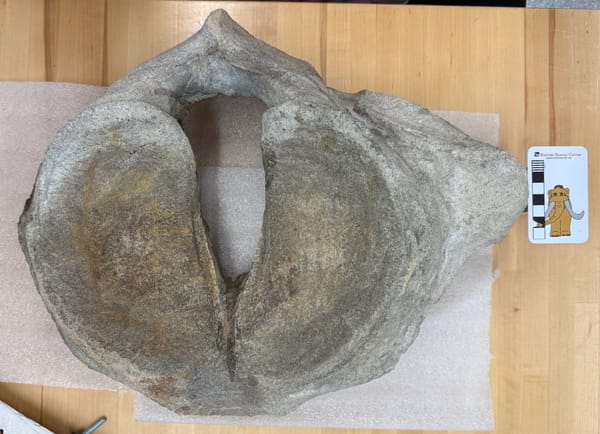 New whale collection