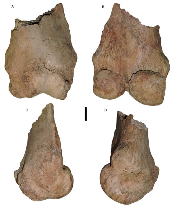 Max's thunderous thighs